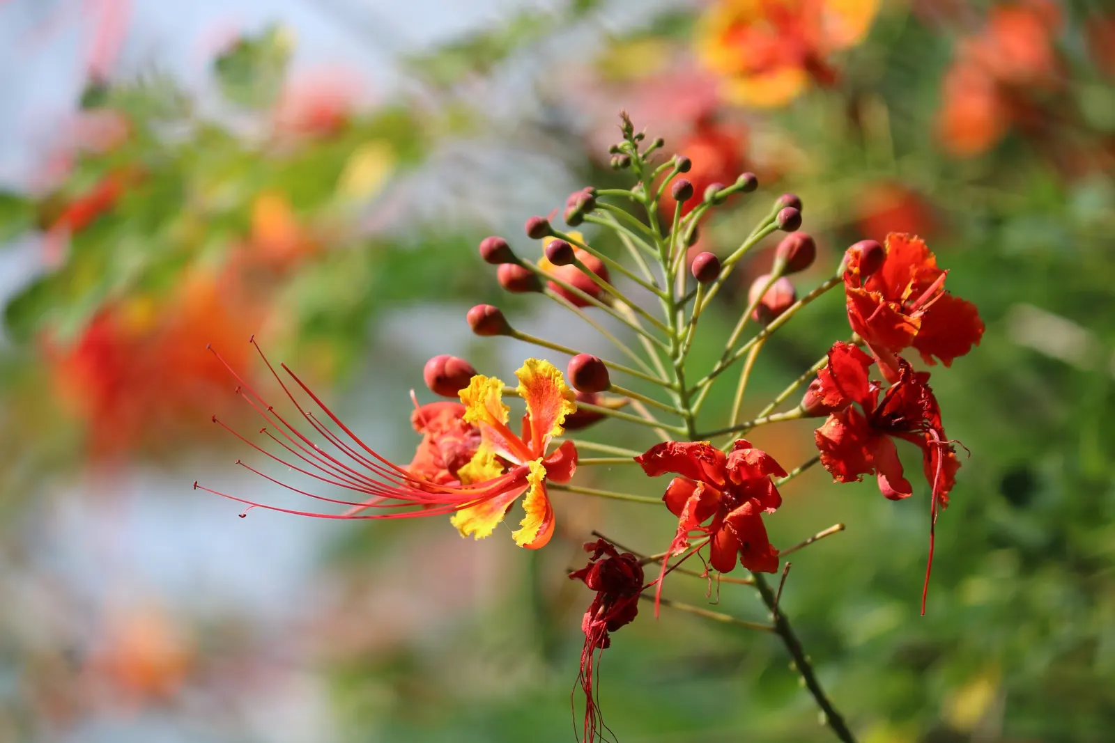 Red Bird Of Paradise (Caesalpinia Pulcherrima) — shrub with multi-colored and orange and red blooms; it thrives in USDA zones 9 to 11 and, image 132