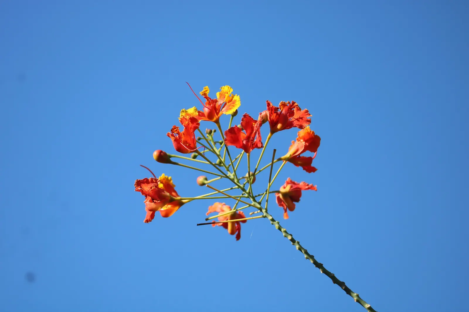 Red Bird Of Paradise (Caesalpinia Pulcherrima) — adding a lively splash of orange, image 29