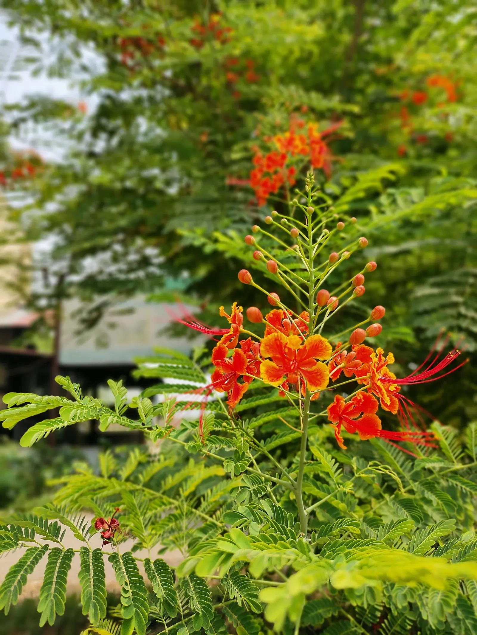 Red Bird Of Paradise (Caesalpinia Pulcherrima) — flourishing up to 5 feet tall and wide; pruning encourages denser growth and more blooms, creating a