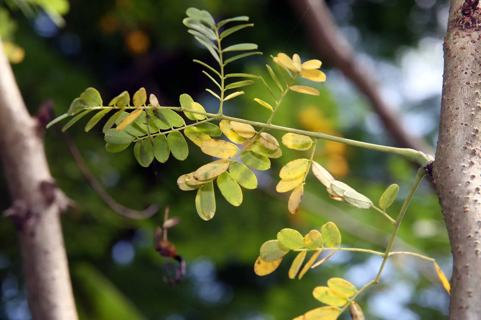 Red Bird Of Paradise (Caesalpinia Pulcherrima) — providing a delicate backdrop to the vibrant flowers; shrub for full