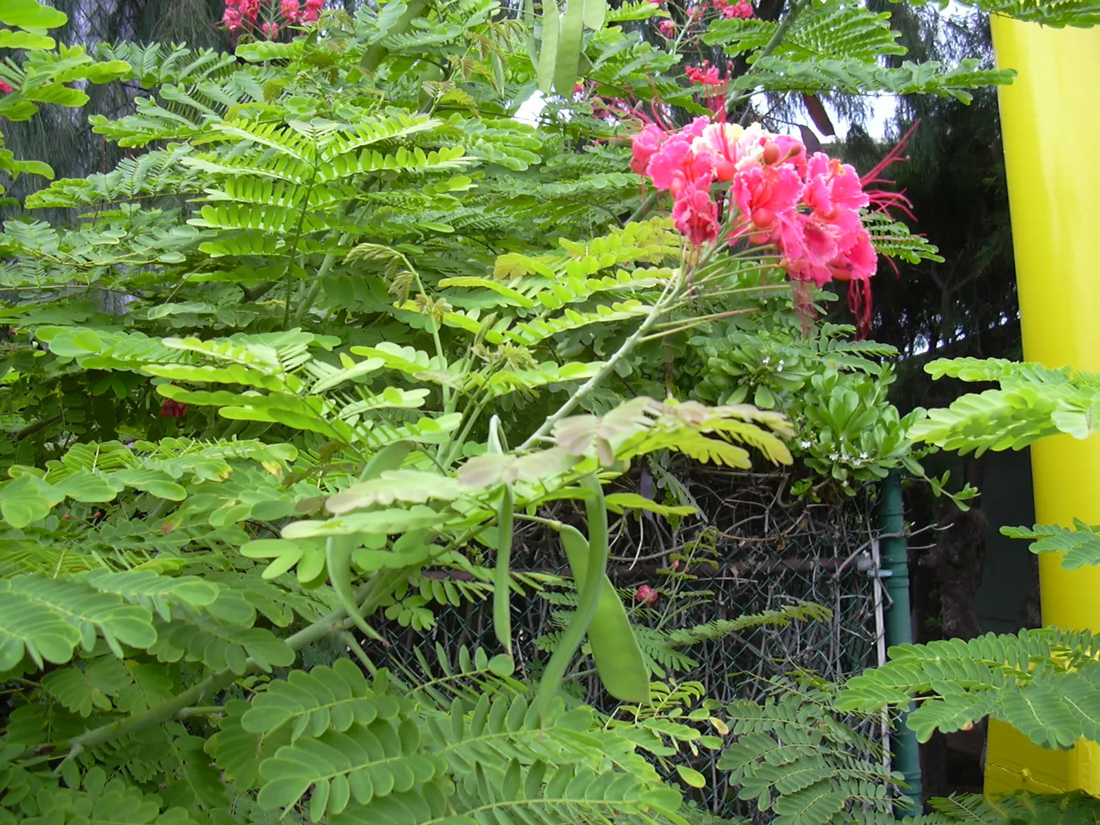 Red Bird Of Paradise (Caesalpinia Pulcherrima) — shrub with multi-colored and orange and red blooms