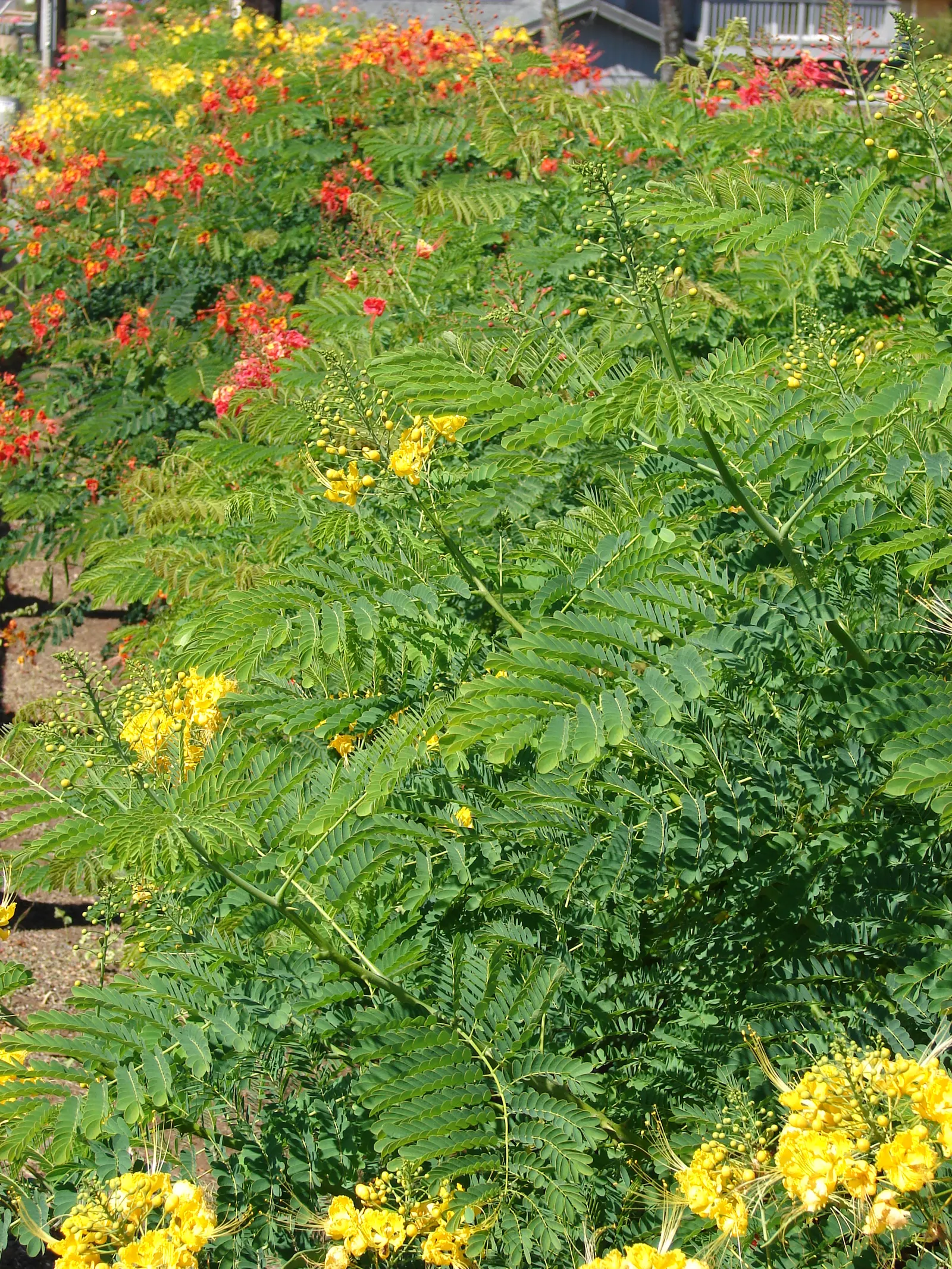 Red Bird Of Paradise (Caesalpinia Pulcherrima) — providing a delicate backdrop to the vibrant flowers; shrub for full, image 52