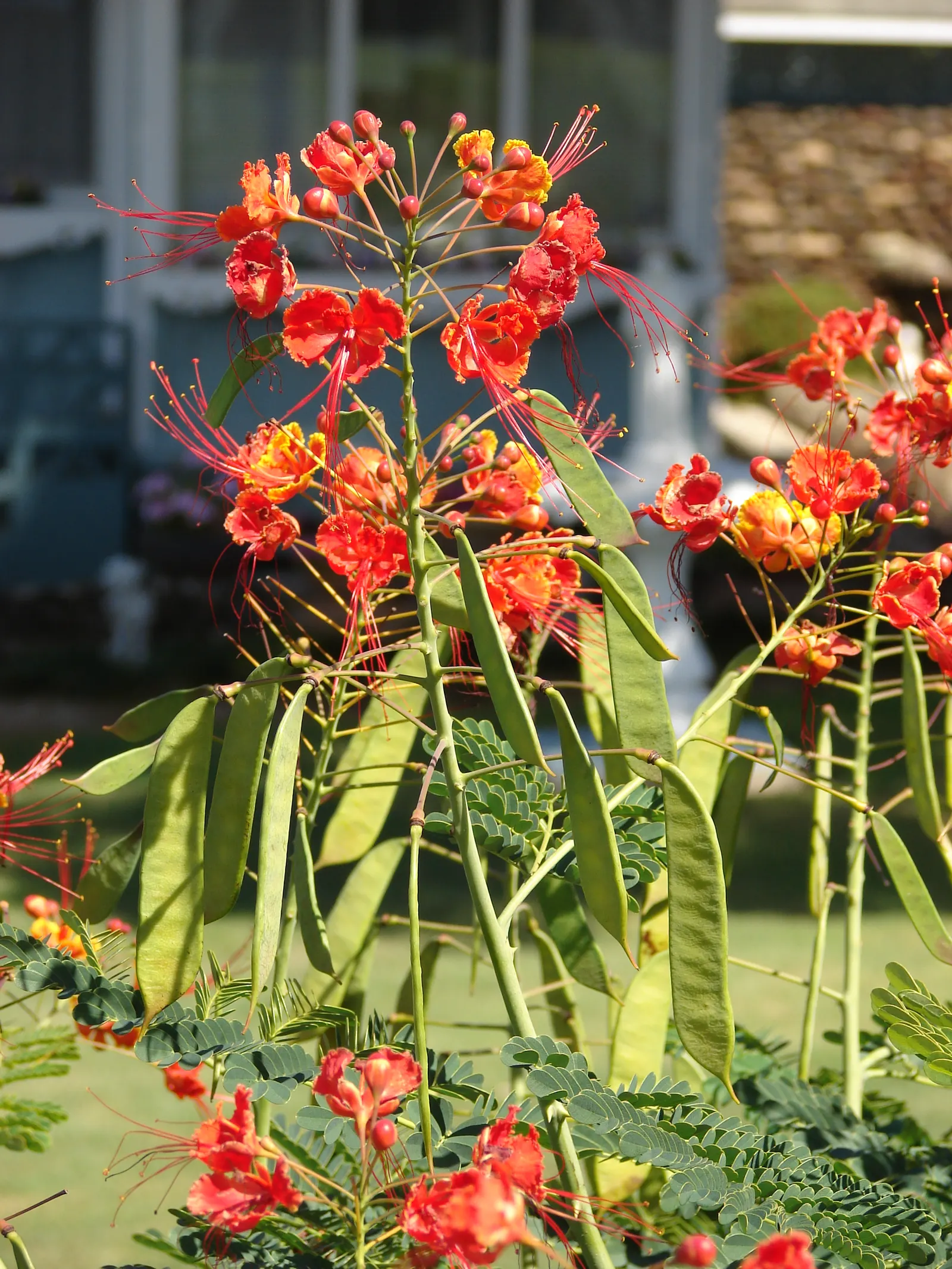 Red Bird Of Paradise (Caesalpinia Pulcherrima) — multi-colored and orange and red flowers in the garden; thriving in USDA zones 9-11, it prefers full sun and