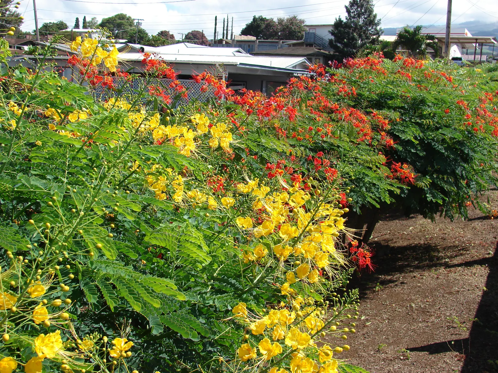Red Bird Of Paradise (Caesalpinia Pulcherrima) — It thrives in USDA zones 9 to 11 and flourishes under the full sun; low maintenance and, image 66