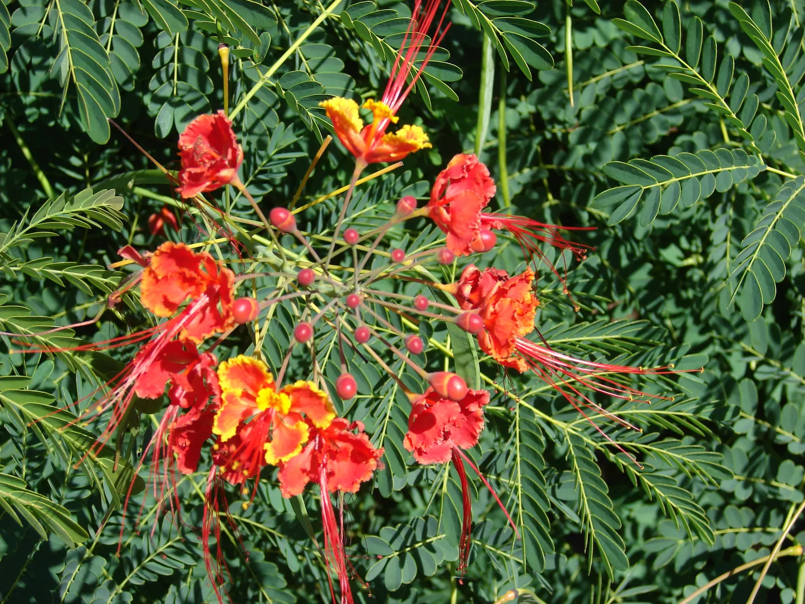 Red Bird Of Paradise (Caesalpinia Pulcherrima) — multi-colored and orange and red flowers in the garden