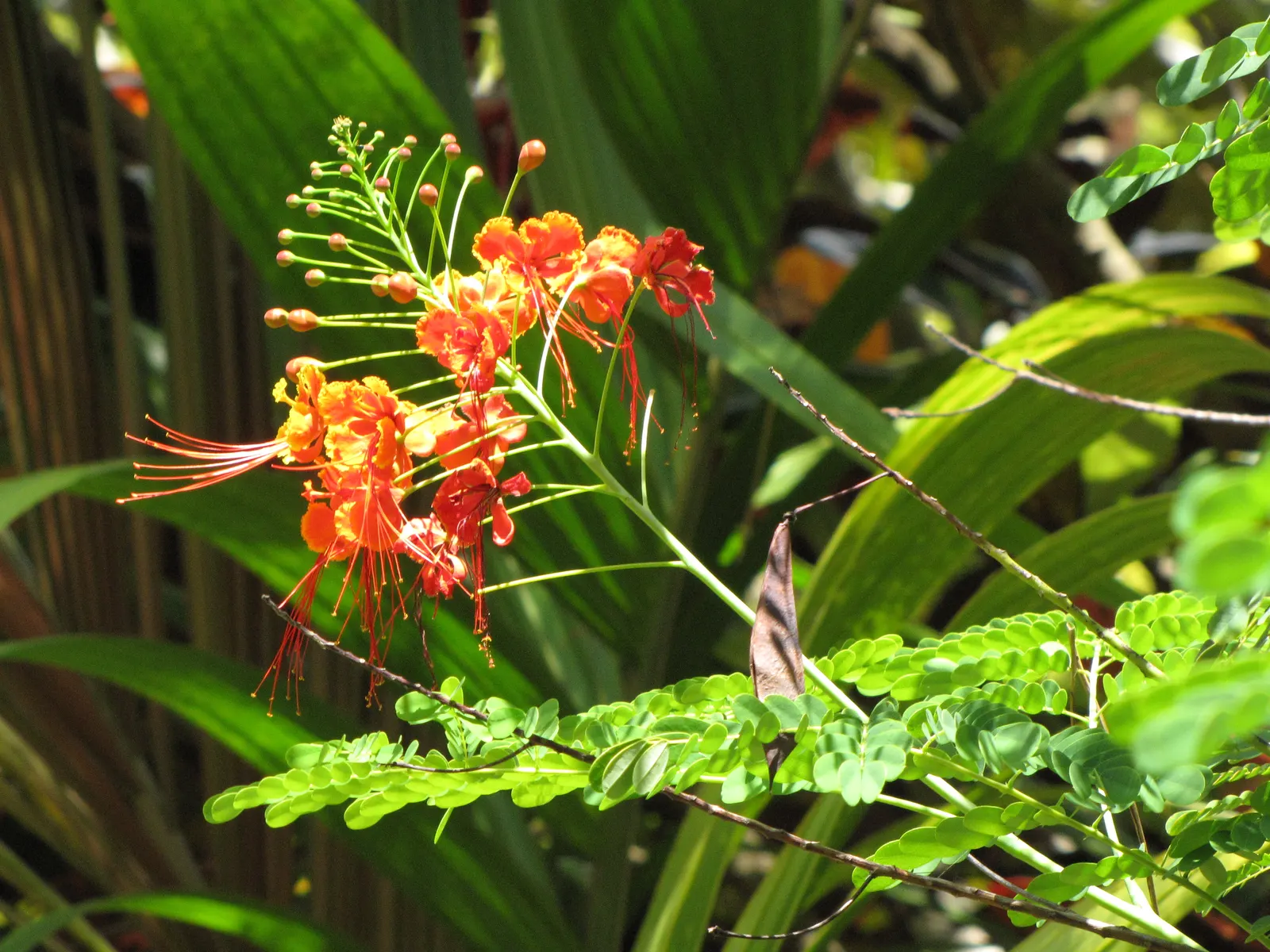 Red Bird Of Paradise (Caesalpinia Pulcherrima) — Low maintenance and drought-resistant, it's ideal for a warm, sunny landscape spot; shrub with multi-colored