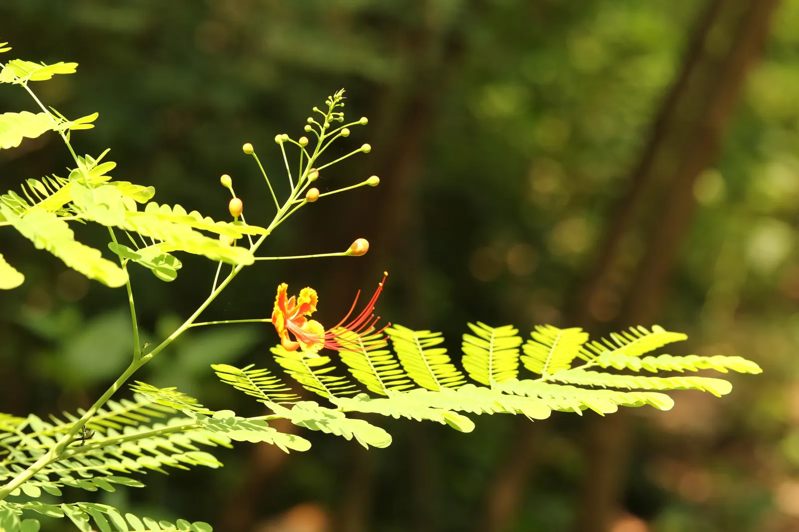 Red Bird Of Paradise (Caesalpinia Pulcherrima) — shrub for full; adding to the ecological value of the landscape, image 76