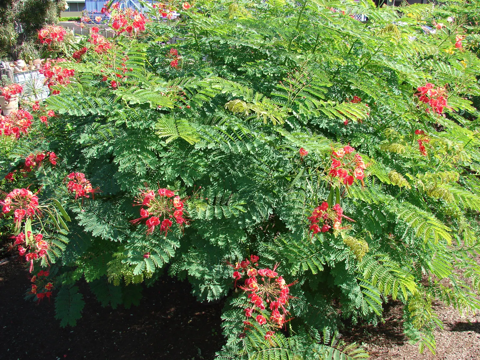 Red Bird Of Paradise (Caesalpinia Pulcherrima) — Pruning encourages denser growth and more blooms, creating a breathtaking focal point in any, image 61