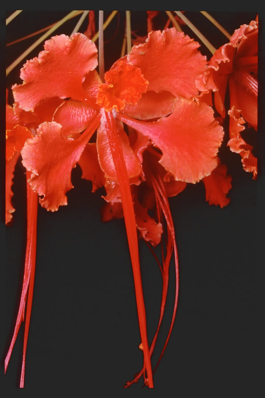 Red Bird Of Paradise (Caesalpinia Pulcherrima) — Pruning encourages denser growth and more blooms, creating a breathtaking focal point in any, image 137