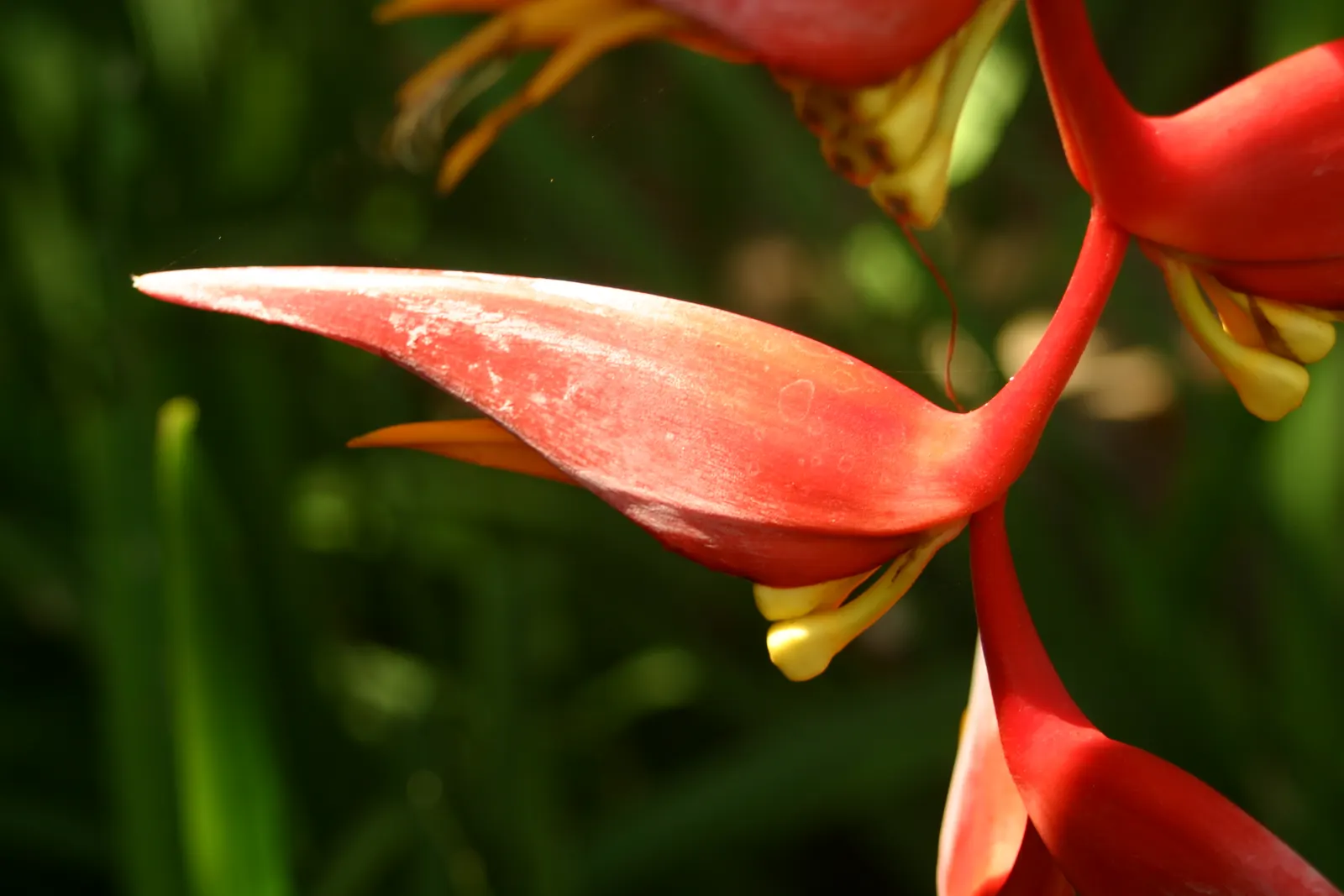 Red Bird Of Paradise (Caesalpinia Pulcherrima) — multi-colored and orange and red flowers in the garden; thriving in USDA zones 9-11, it prefers, image 74