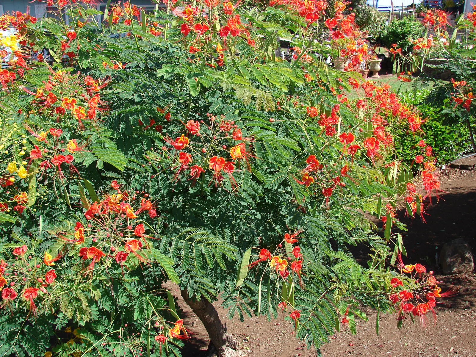 Red Bird Of Paradise (Caesalpinia Pulcherrima) — ideally amounting to around 1 inch of water weekly; scientifically known as Caesalpinia pulcherrima, image 50