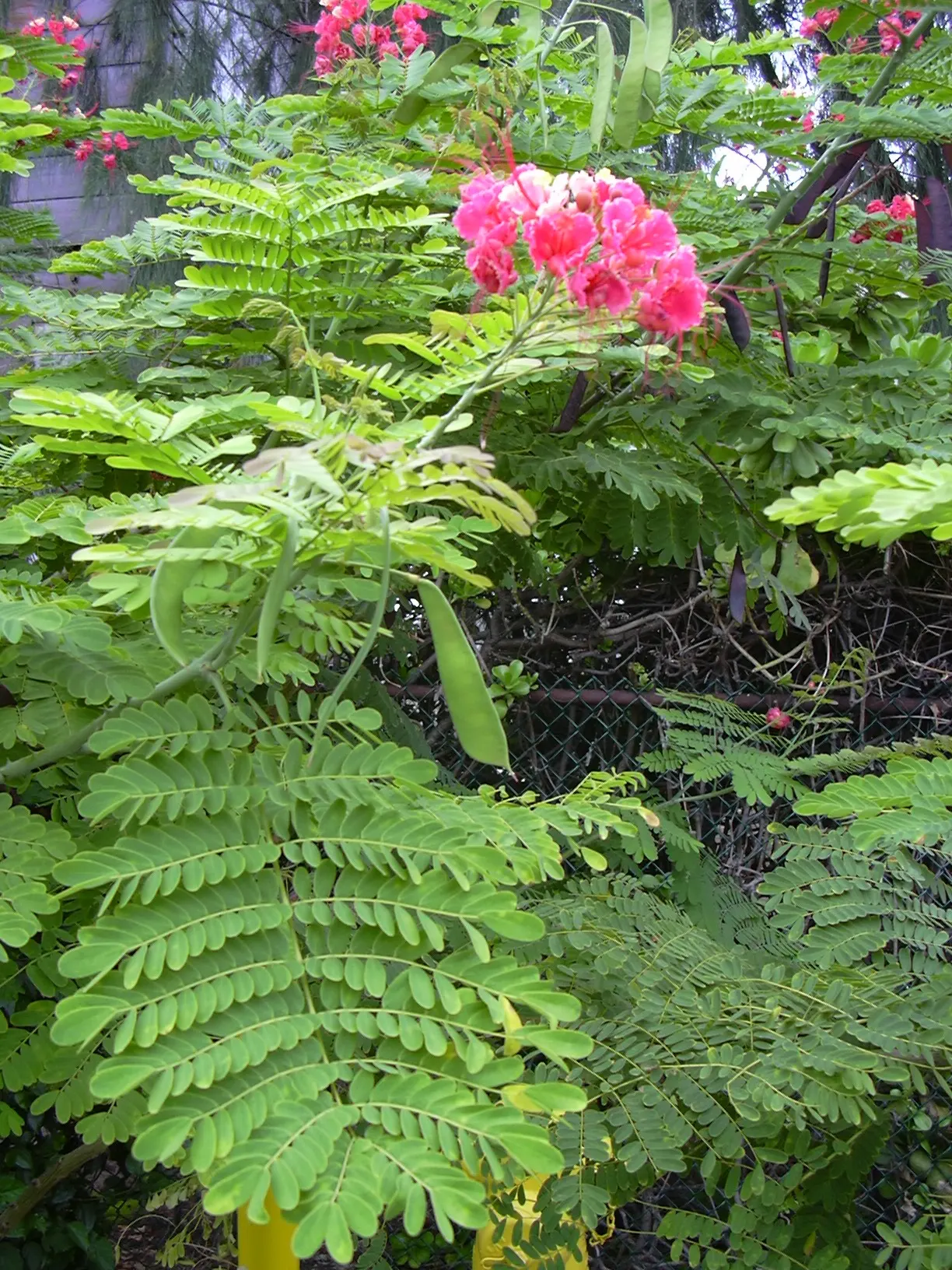 Red Bird Of Paradise (Caesalpinia Pulcherrima) — Standing at a mature height between 6 to 10 feet with a similar spread