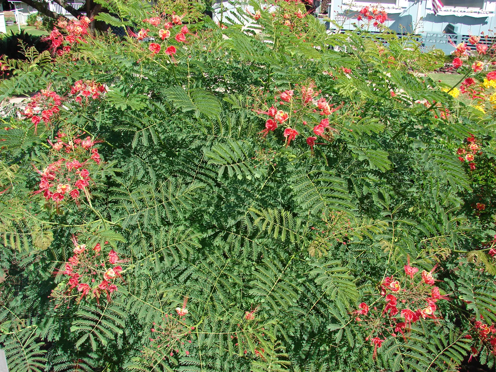 Red Bird Of Paradise (Caesalpinia Pulcherrima) — adding to the ecological value of the landscape; providing a delicate backdrop to the vibrant flowers