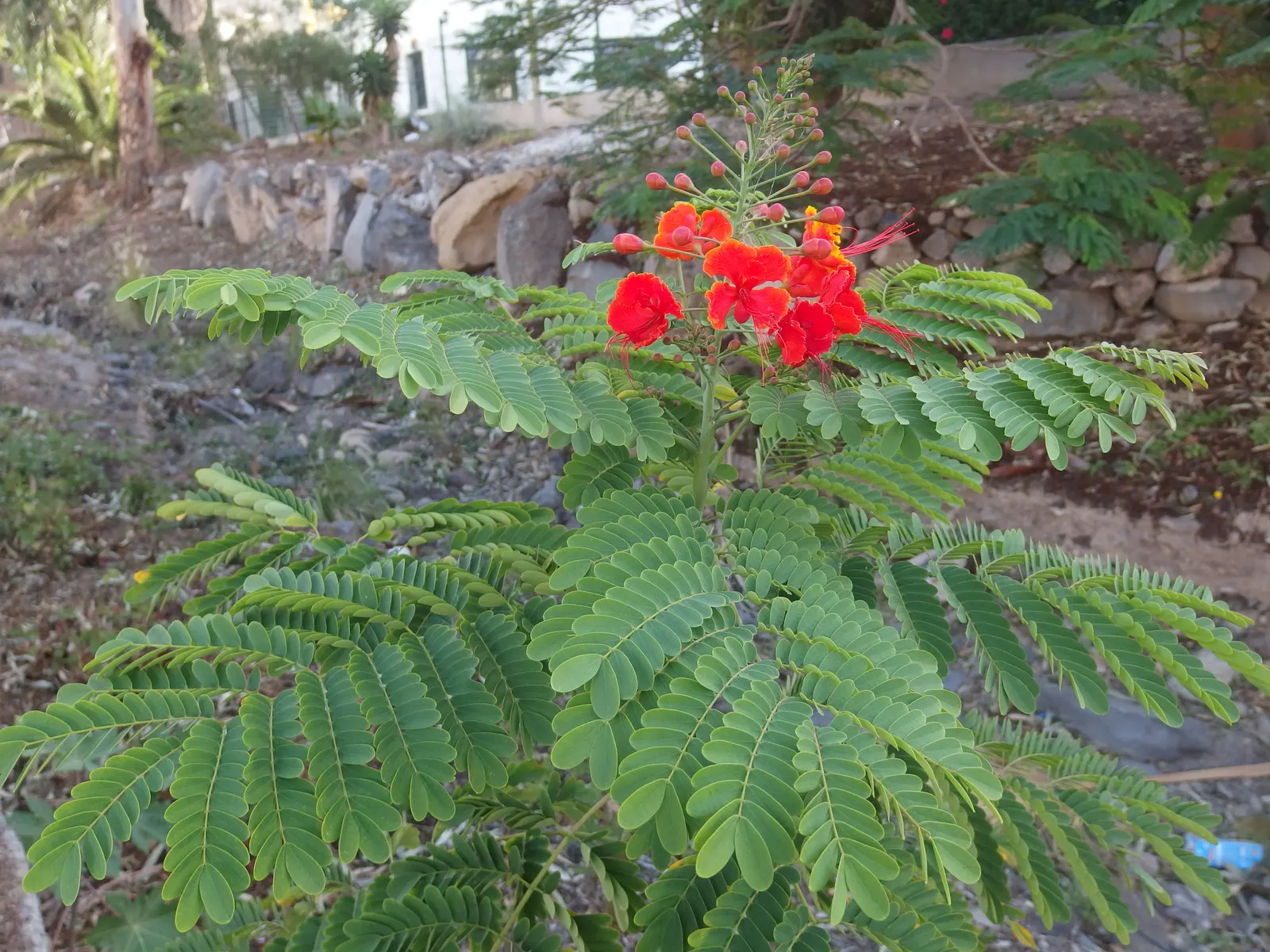 Red Bird Of Paradise (Caesalpinia Pulcherrima) — multi-colored and orange and red flowers in the garden; thriving in USDA zones 9-11, it prefers, image 93