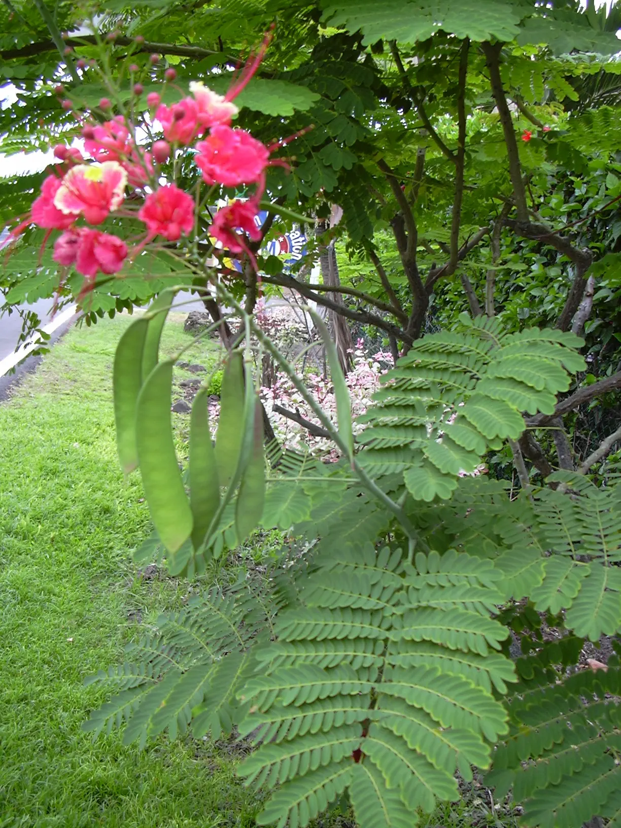 Red Bird Of Paradise (Caesalpinia Pulcherrima) — It thrives in USDA zones 9 to 11 and flourishes under the full sun; low maintenance and, image 104