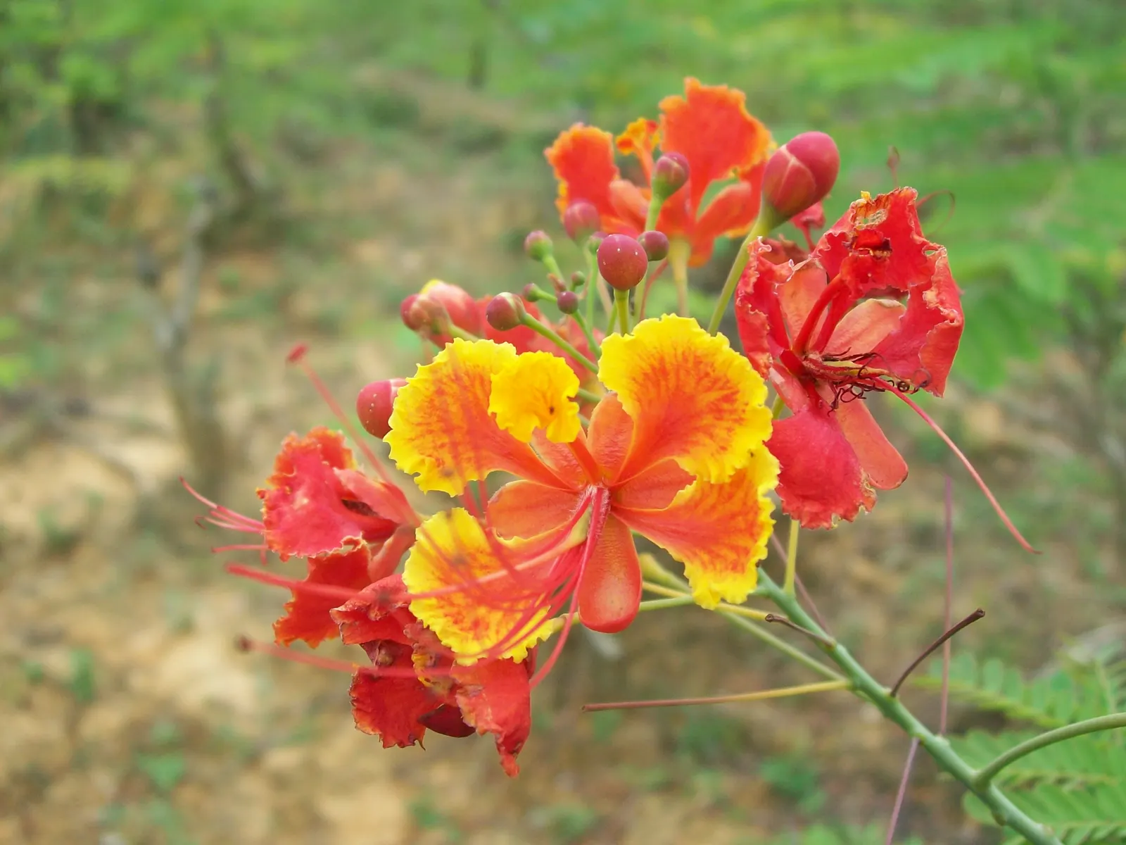 Red Bird Of Paradise (Caesalpinia Pulcherrima) — Thriving in USDA zones 9-11, it prefers full sun and well-drained soil; the Red Bird of Paradise, image 40