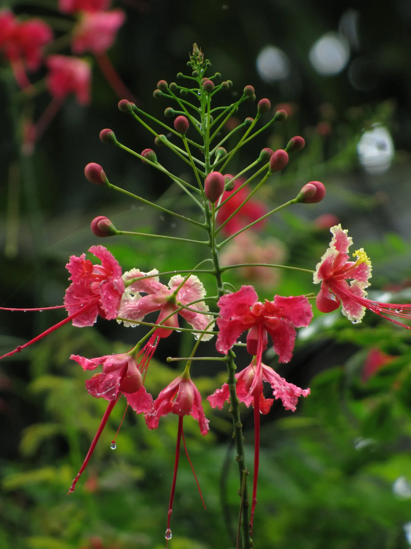 Red Bird Of Paradise (Caesalpinia Pulcherrima) — scientifically known as Caesalpinia pulcherrima; during the first growing season, image 100