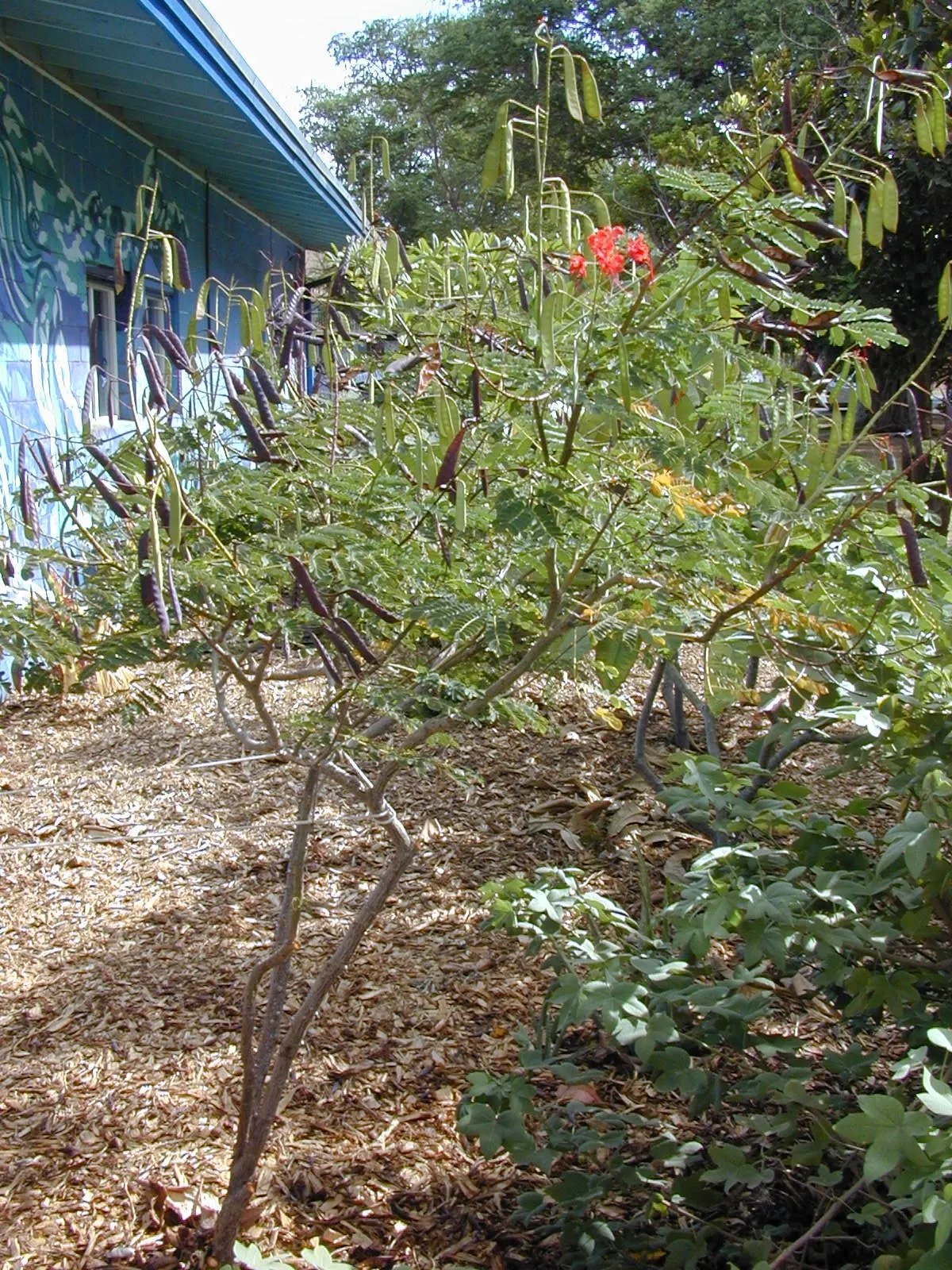 Red Bird Of Paradise (Caesalpinia Pulcherrima) — shrub with multi-colored and orange and red blooms; it thrives in USDA zones 9 to 11 and, image 94