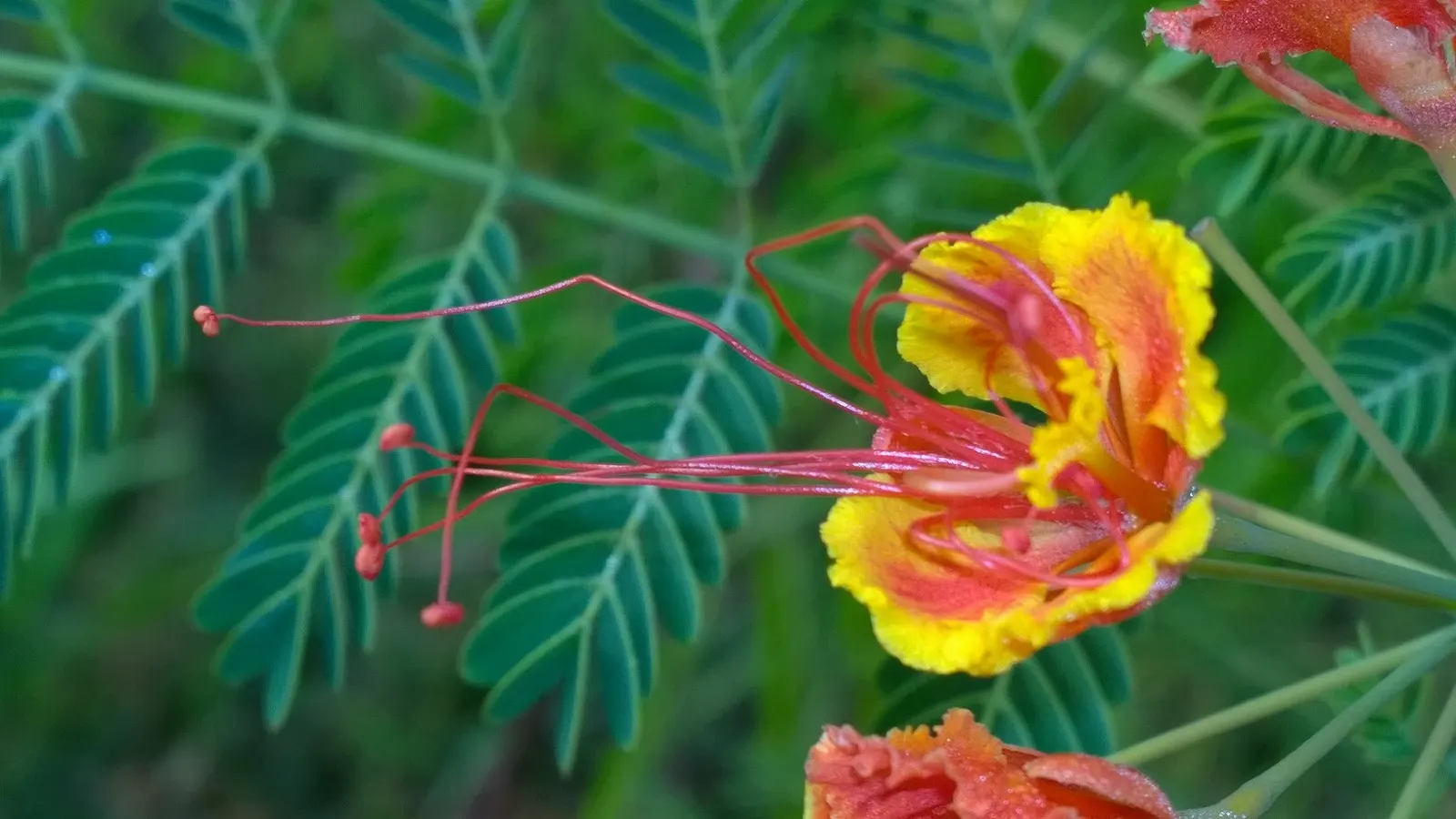 Red Bird Of Paradise (Caesalpinia Pulcherrima) — adding a lively splash of orange, image 105