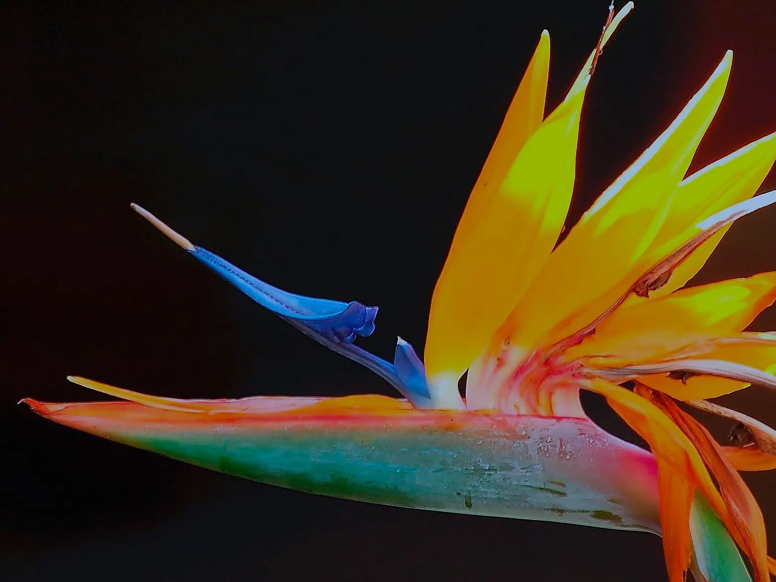Red Bird Of Paradise (Caesalpinia Pulcherrima) — scientifically known as Caesalpinia pulcherrima