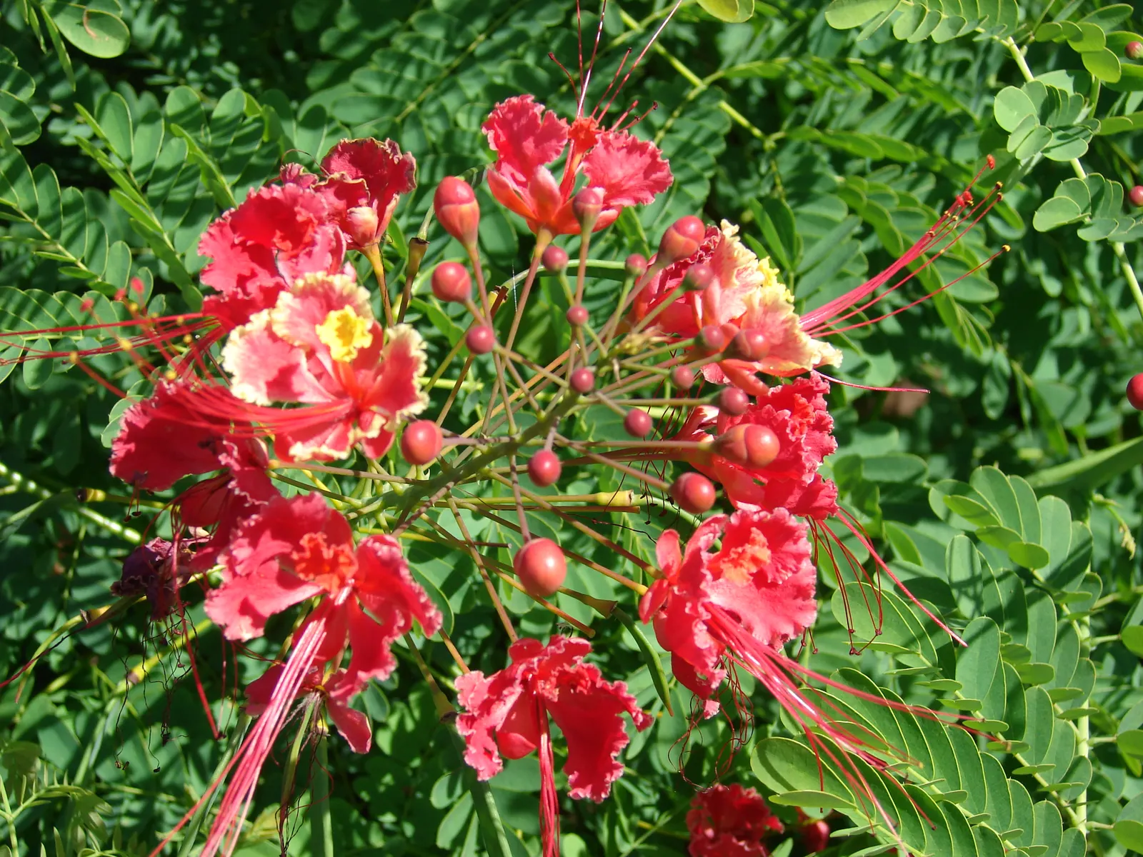 Red Bird Of Paradise (Caesalpinia Pulcherrima) — scientifically known as Caesalpinia pulcherrima; during the first growing season