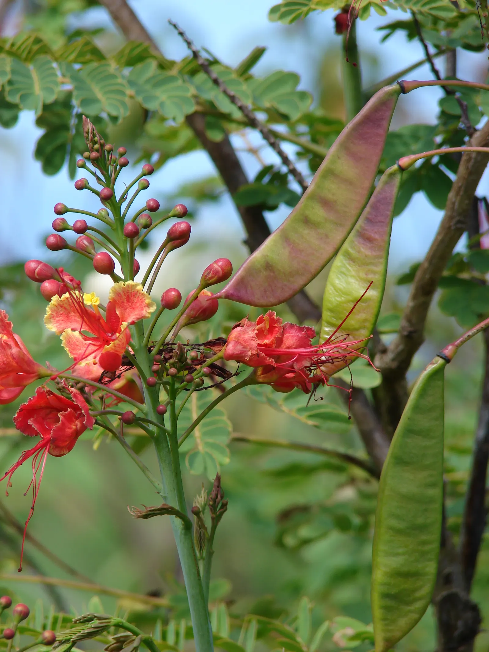 Red Bird Of Paradise (Caesalpinia Pulcherrima) — is a breathtakingly colorful flowering plant that brings a touch of tropical vibrancy to any landscape design