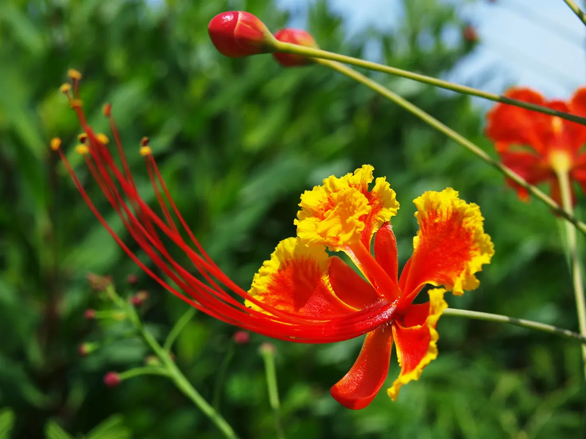 Red Bird Of Paradise (Caesalpinia Pulcherrima) — is a breathtakingly colorful flowering plant that brings a touch of tropical vibrancy to any, image 82