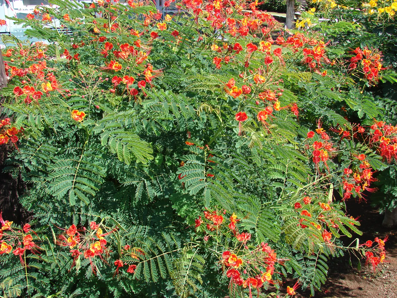 Red Bird Of Paradise (Caesalpinia Pulcherrima) — ideally amounting to around 1 inch of water weekly; scientifically known as Caesalpinia pulcherrima, image 126