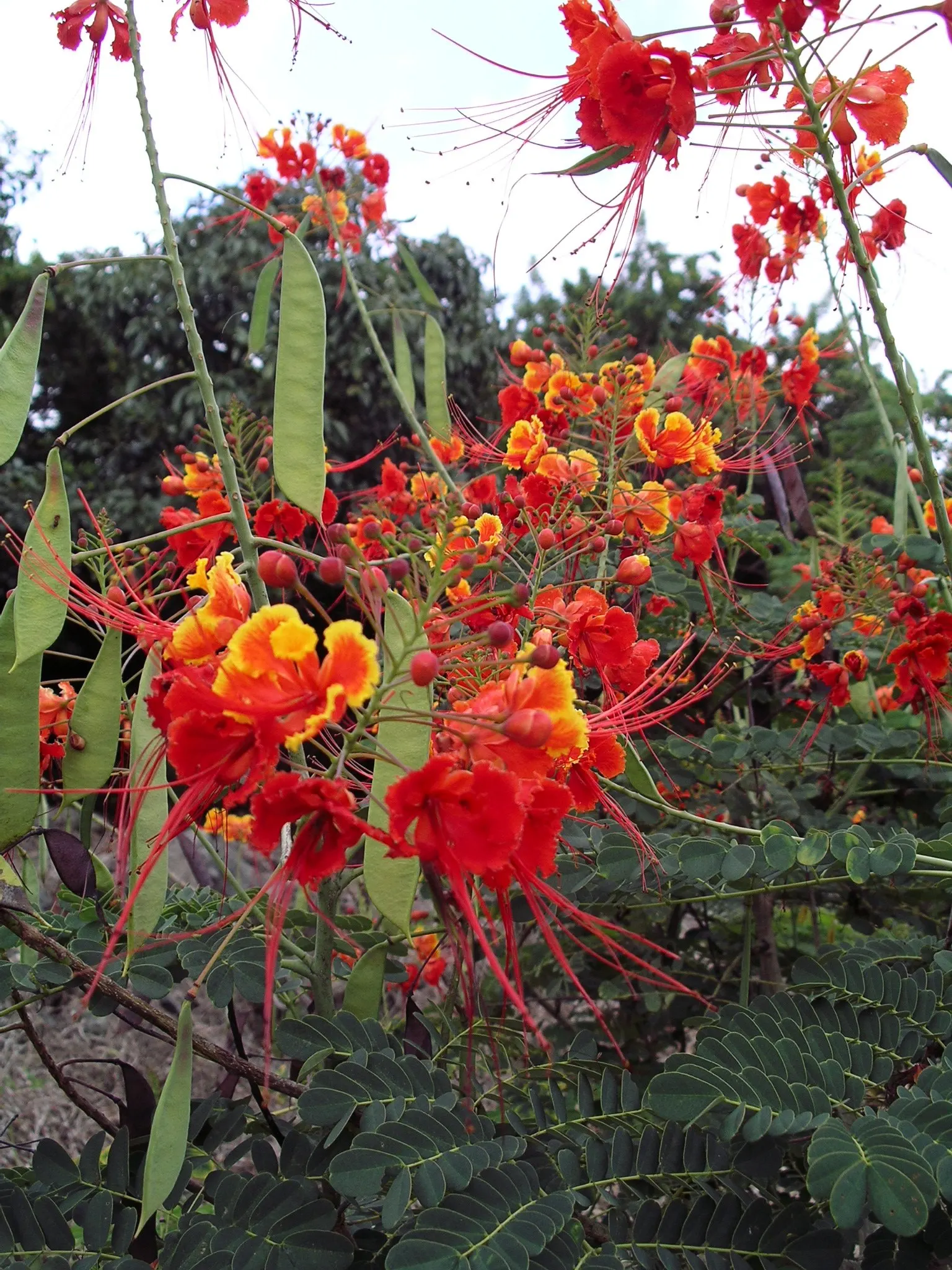 Red Bird Of Paradise (Caesalpinia Pulcherrima) — the Red Bird of Paradise requires well-drained soil and moderate watering; multi-colored and, image 125