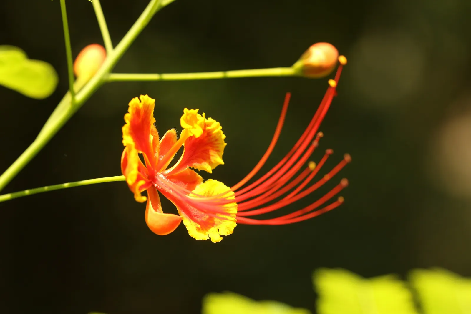 Red Bird Of Paradise (Caesalpinia Pulcherrima) — is a breathtakingly colorful flowering plant that brings a touch of tropical vibrancy to any, image 120