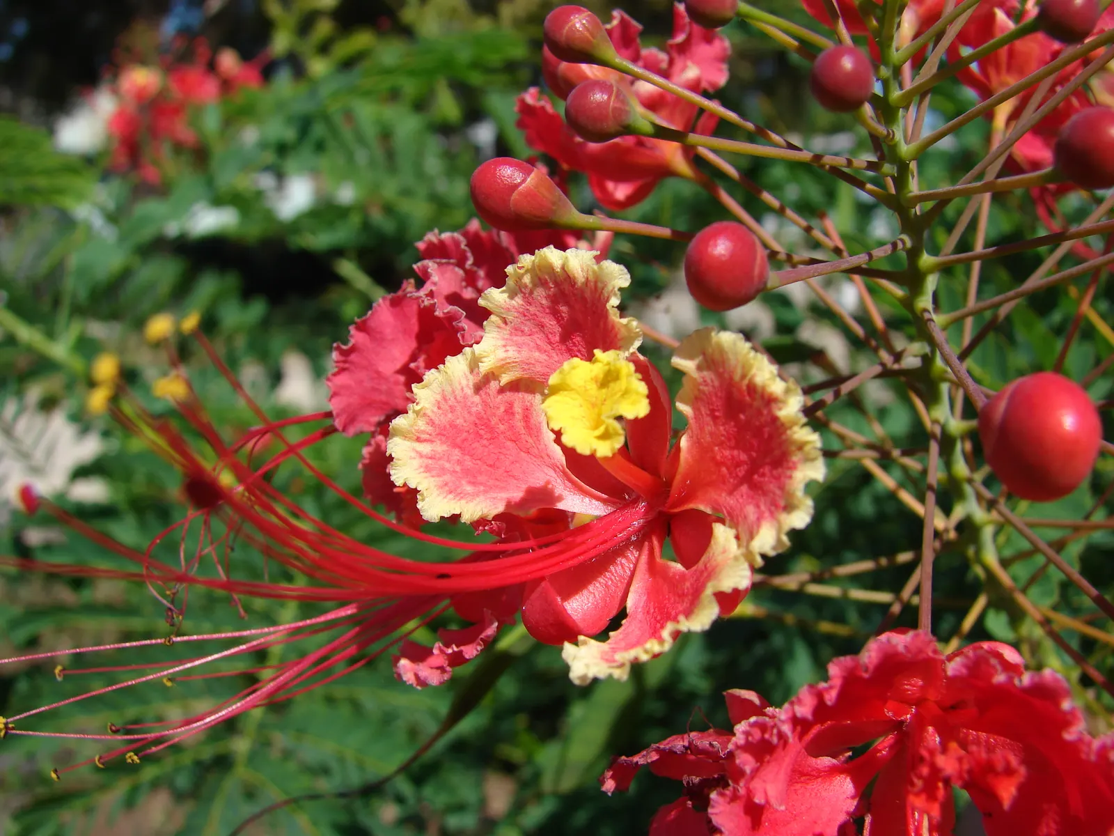Red Bird Of Paradise (Caesalpinia Pulcherrima) — Thriving in USDA zones 9-11, it prefers full sun and well-drained soil; the Red Bird of Paradise, image 78