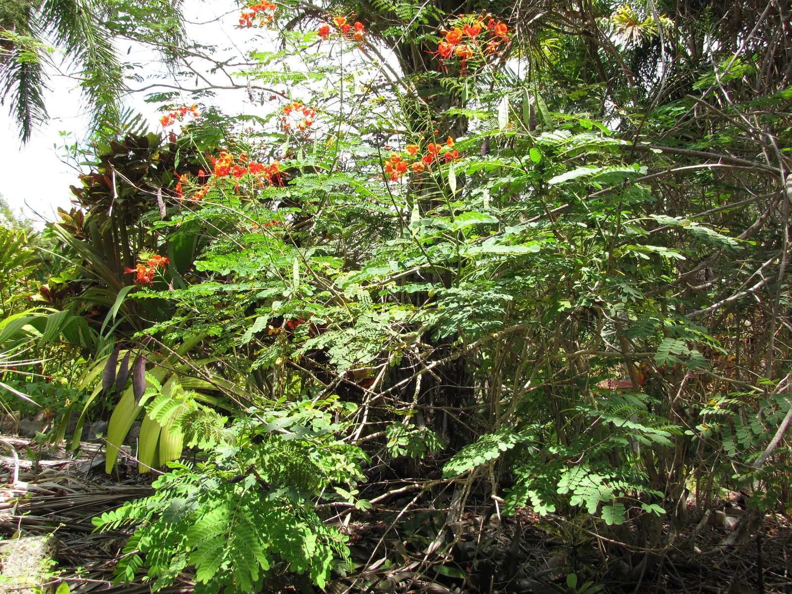 Red Bird Of Paradise (Caesalpinia Pulcherrima) — shrub with multi-colored and orange and red blooms; it thrives in USDA zones 9 to 11 and, image 56