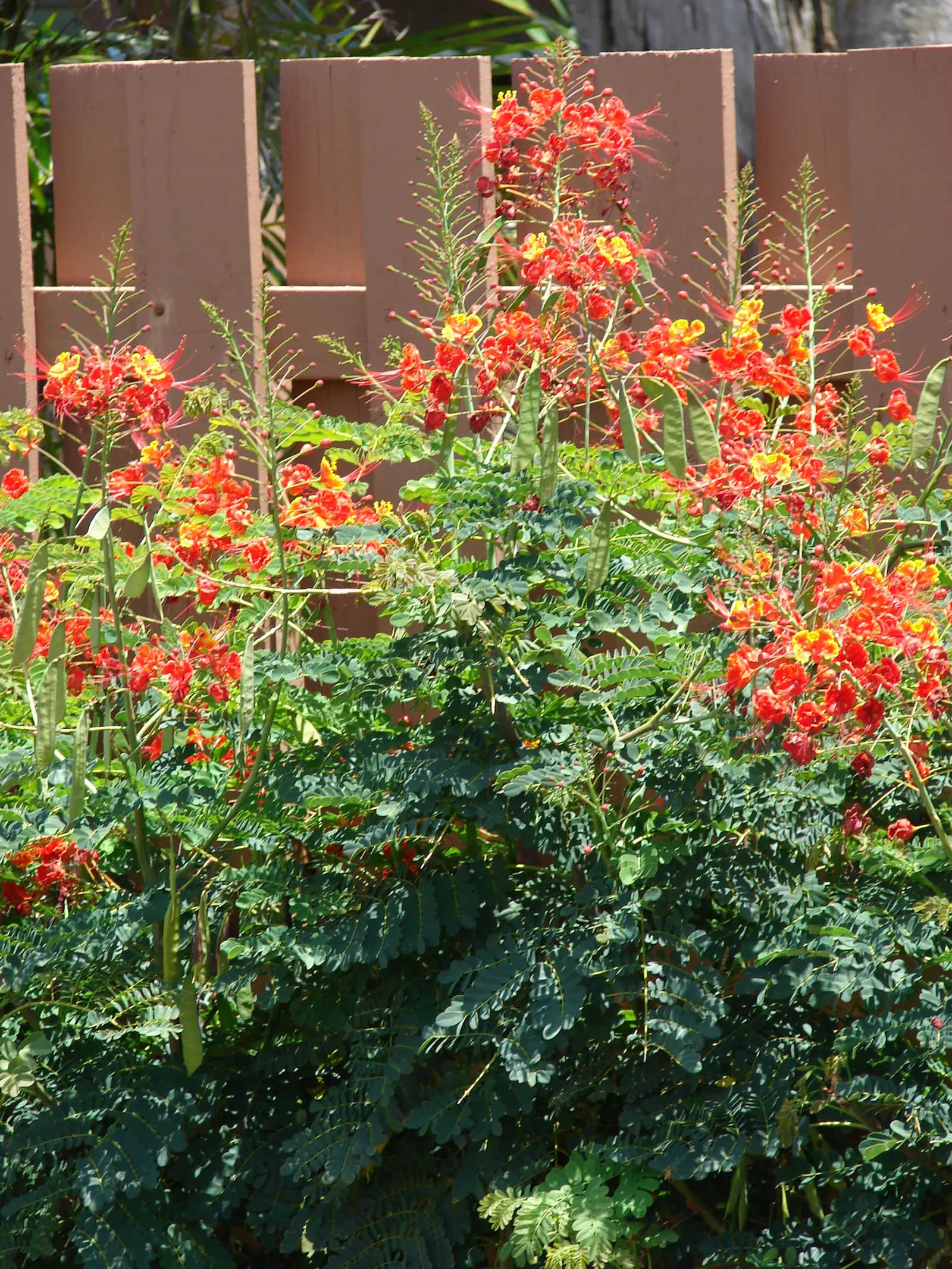 Red Bird Of Paradise (Caesalpinia Pulcherrima) — Pruning encourages denser growth and more blooms, creating a breathtaking focal point in any, image 118