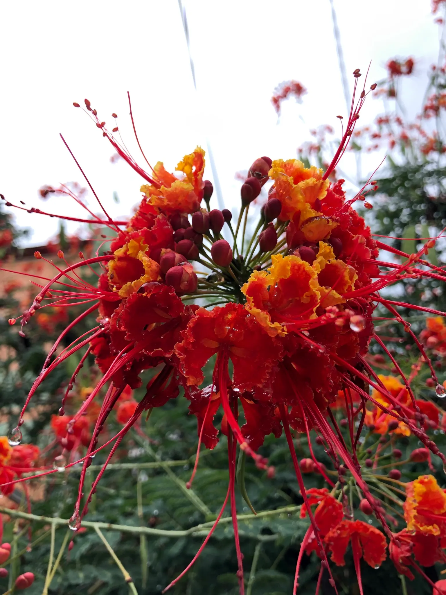 Red Bird Of Paradise (Caesalpinia Pulcherrima) — ideally amounting to around 1 inch of water weekly; scientifically known as Caesalpinia pulcherrima, image 88