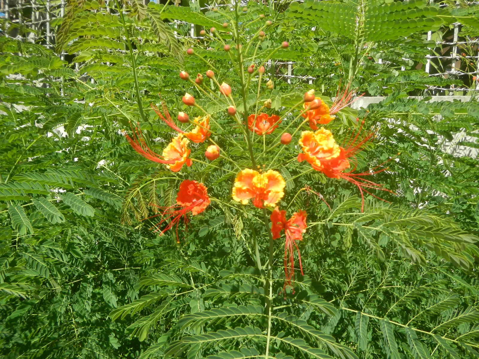 Red Bird Of Paradise (Caesalpinia Pulcherrima) — this plant provides a medium-sized focal point in a garden; for optimal display and health, image 46