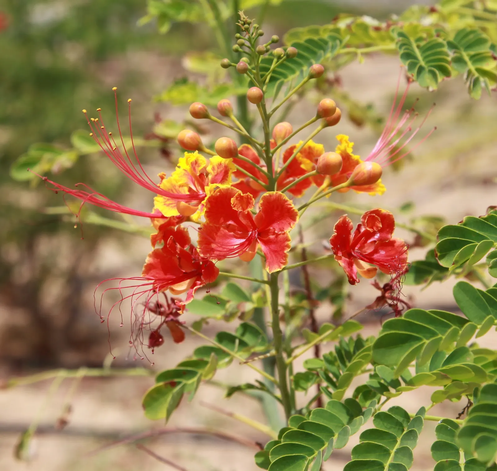 Red Bird Of Paradise (Caesalpinia Pulcherrima) — For optimal display and health