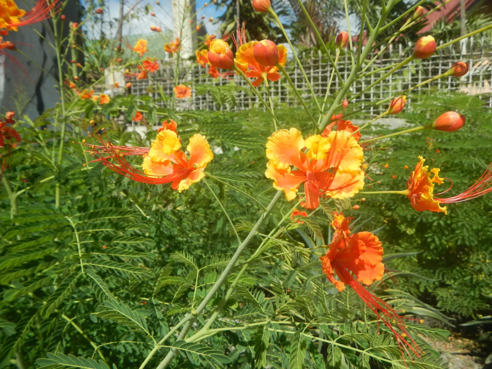 Red Bird Of Paradise (Caesalpinia Pulcherrima) — Standing at a mature height between 6 to 10 feet with a similar spread; this plant provides a, image 102