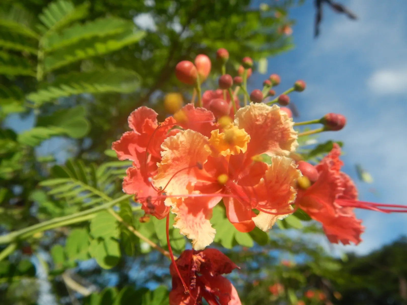 Red Bird Of Paradise (Caesalpinia Pulcherrima) — flourishing up to 5 feet tall and wide