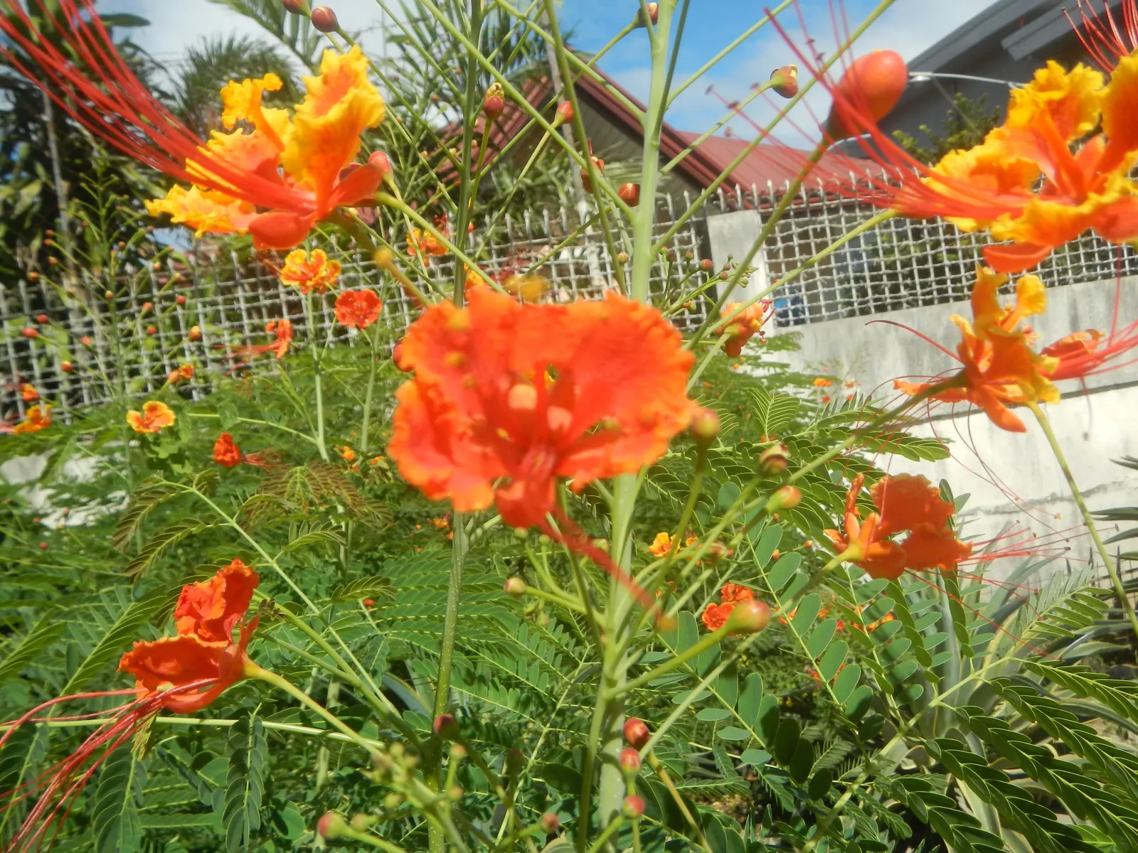 Red Bird Of Paradise (Caesalpinia Pulcherrima) — Pruning encourages denser growth and more blooms, creating a breathtaking focal point in any garden; is a