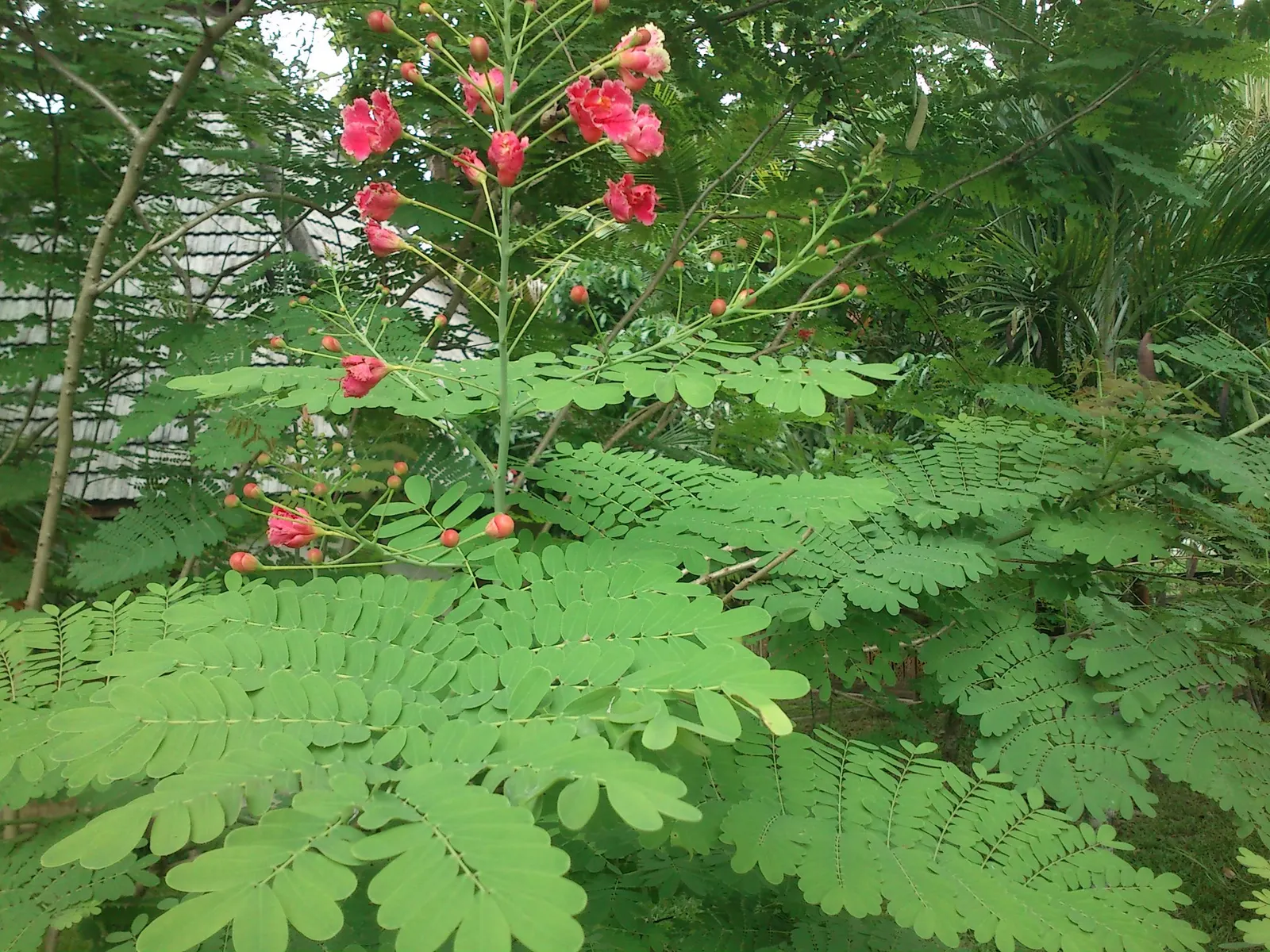 Red Bird Of Paradise (Caesalpinia Pulcherrima) — adding to the ecological value of the landscape; providing a delicate backdrop to the vibrant, image 92