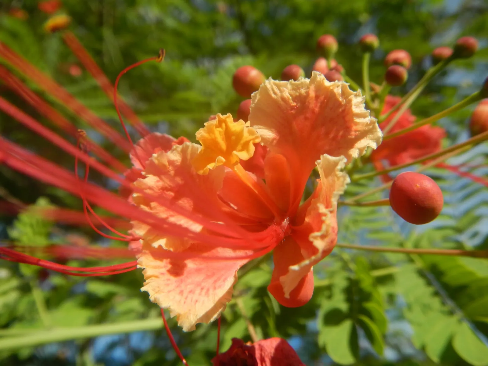 Red Bird Of Paradise (Caesalpinia Pulcherrima) — providing a delicate backdrop to the vibrant flowers; shrub for full, image 71