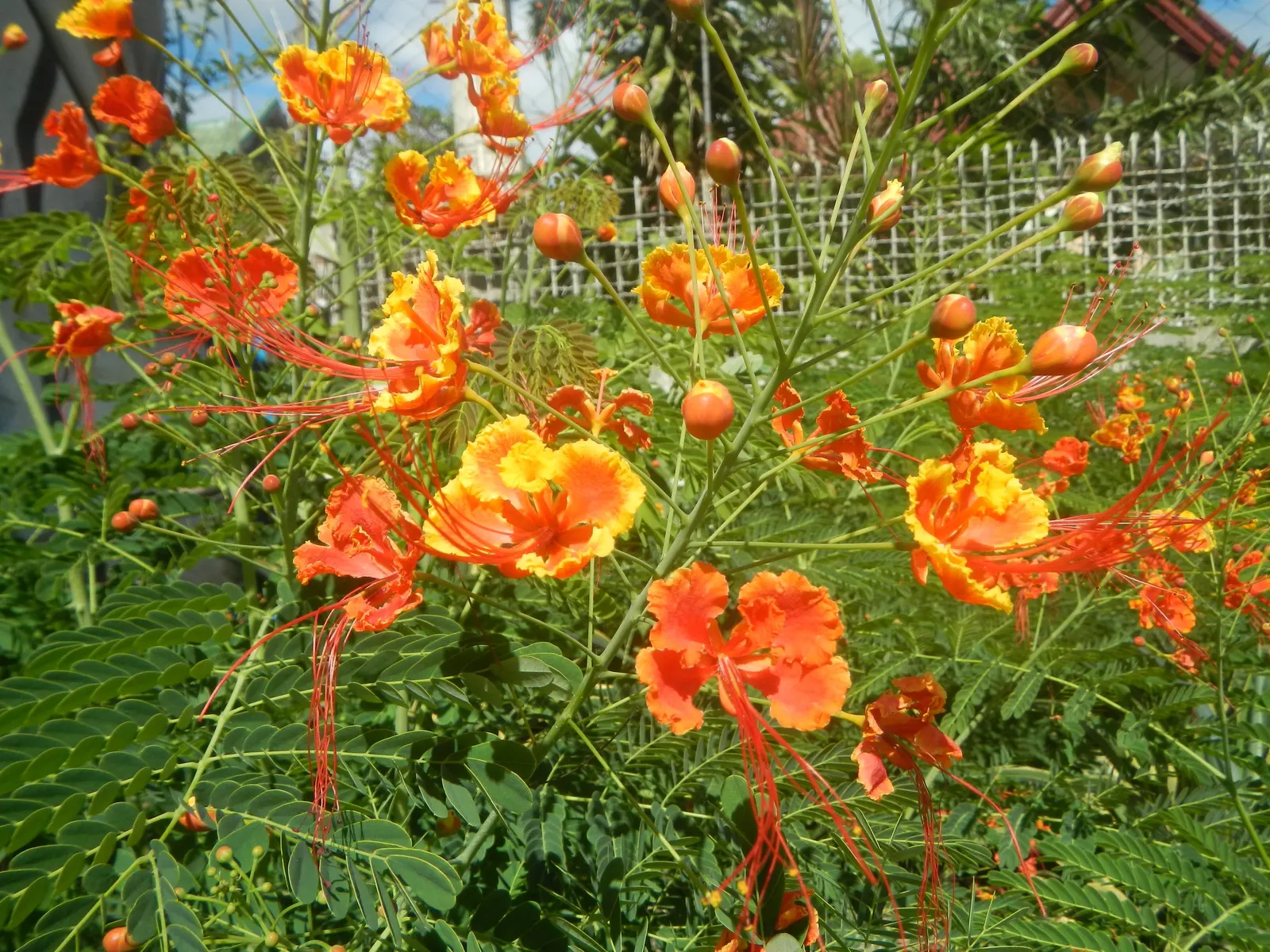 Red Bird Of Paradise (Caesalpinia Pulcherrima) — Pruning encourages denser growth and more blooms, creating a breathtaking focal point in any, image 42