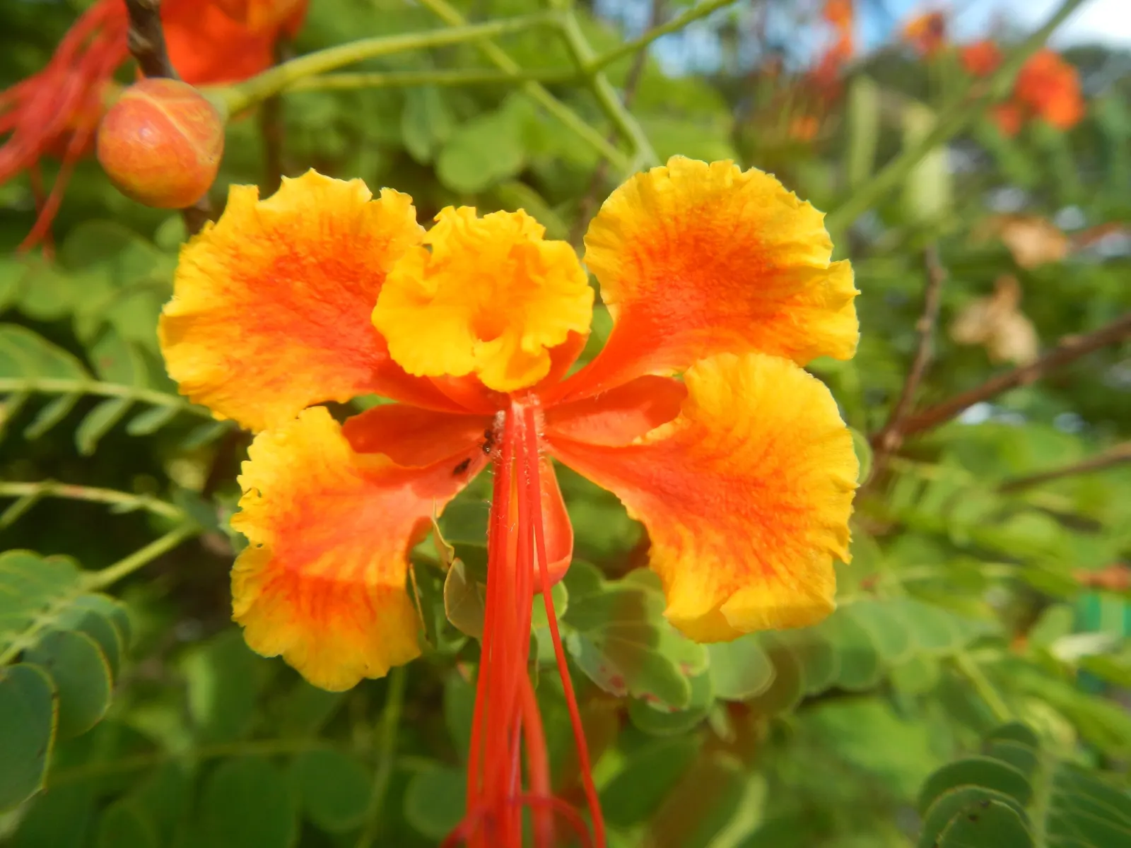Red Bird Of Paradise (Caesalpinia Pulcherrima) — It thrives in USDA zones 9 to 11 and flourishes under the full sun; low maintenance and, image 123