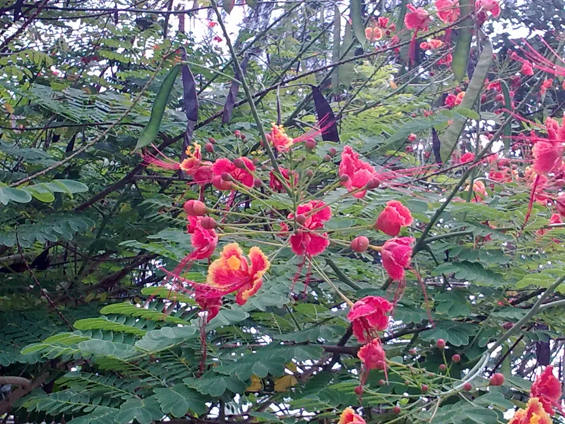 Red Bird Of Paradise (Caesalpinia Pulcherrima) — ideally amounting to around 1 inch of water weekly; scientifically known as Caesalpinia pulcherrima, image 107