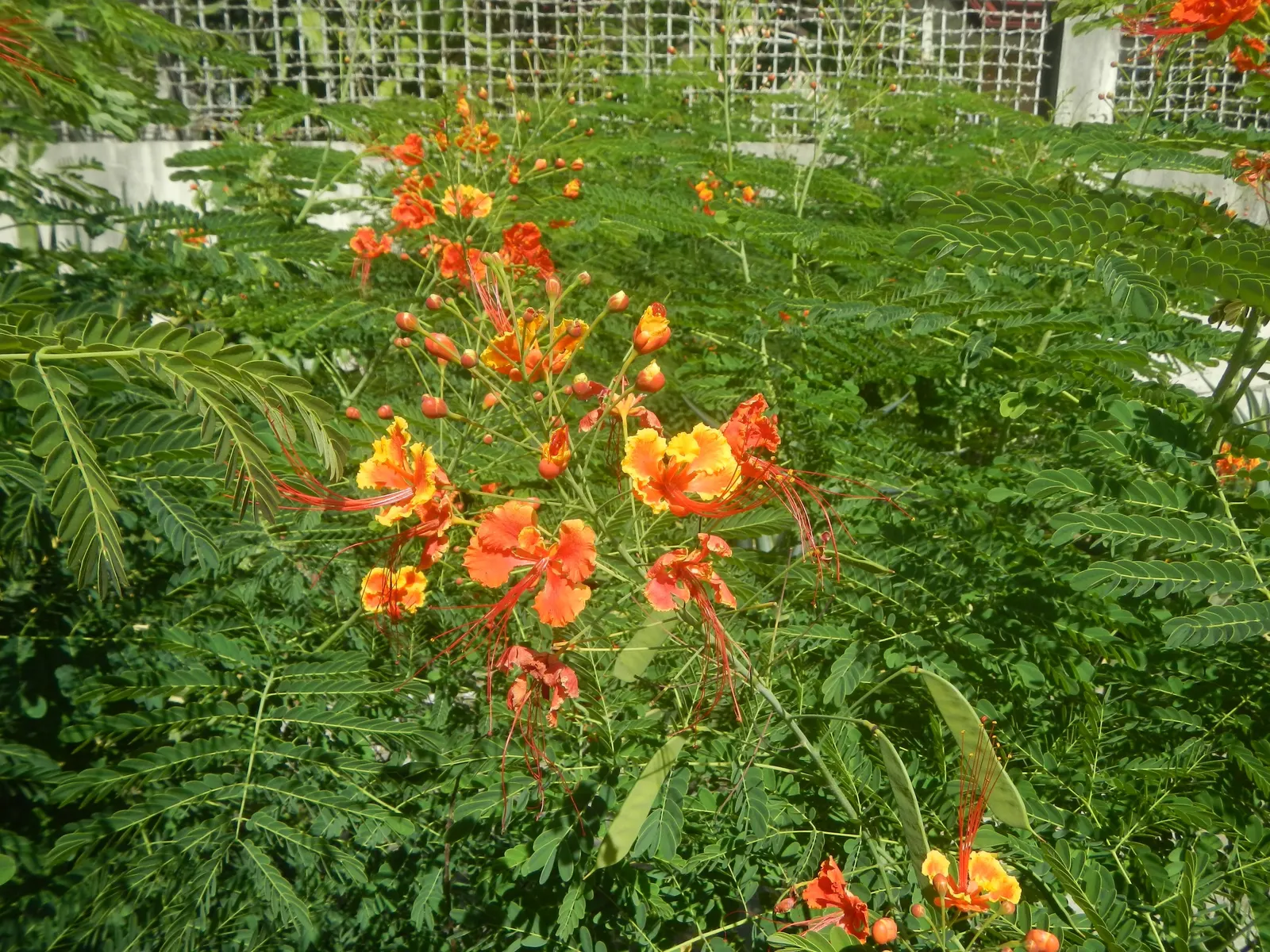 Red Bird Of Paradise (Caesalpinia Pulcherrima) — For optimal display and health; standing at a mature height between 6 to 10 feet with a similar, image 129