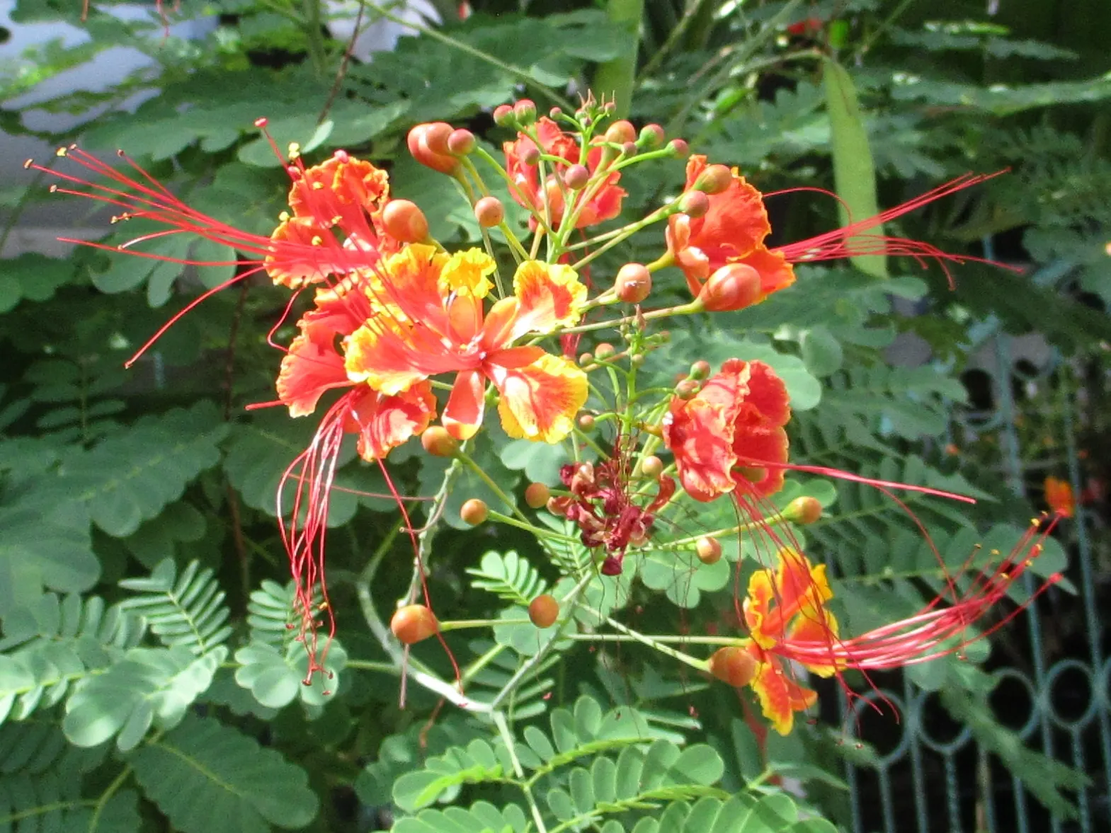 Red Bird Of Paradise (Caesalpinia Pulcherrima) — is a breathtakingly colorful flowering plant that brings a touch of tropical vibrancy to any, image 44