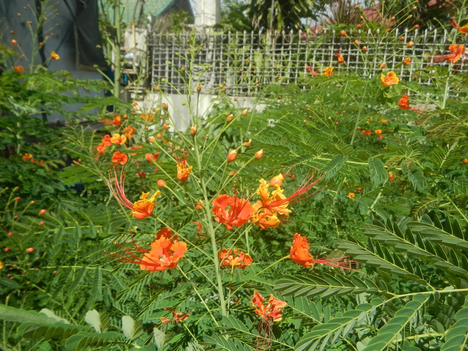 Red Bird Of Paradise (Caesalpinia Pulcherrima) — this plant provides a medium-sized focal point in a garden; for optimal display and health, image 103