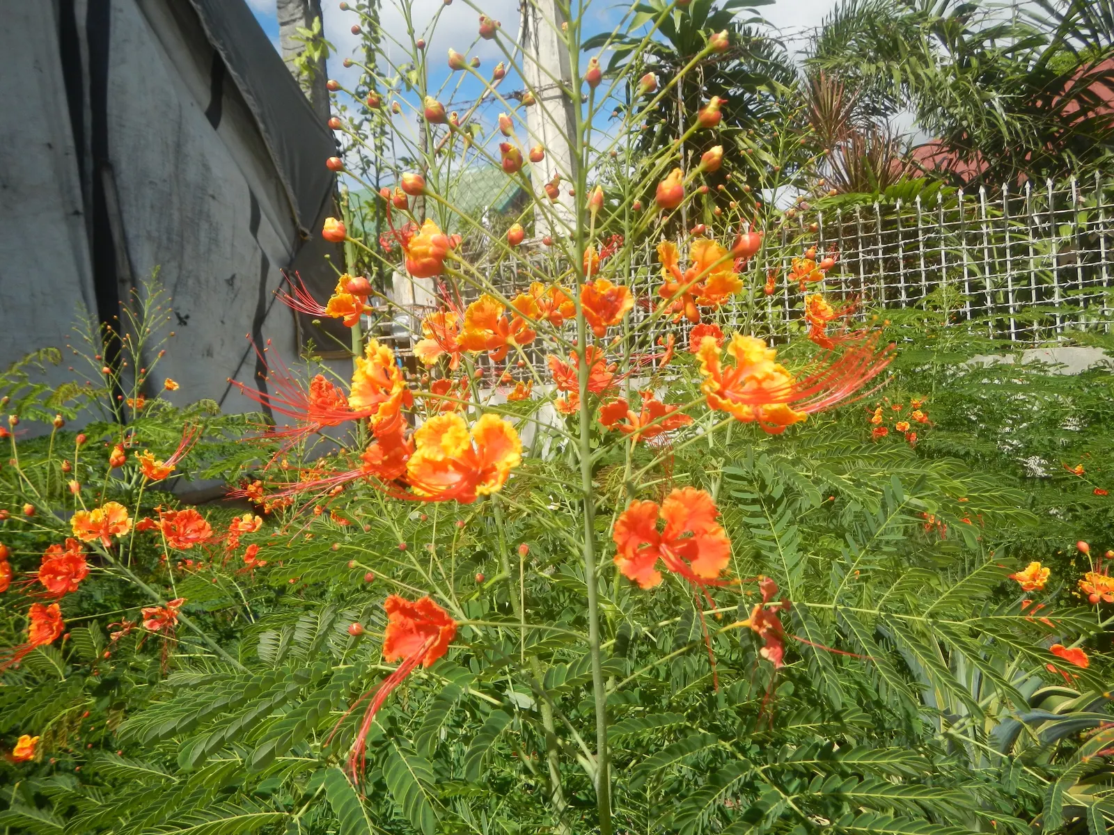 Red Bird Of Paradise (Caesalpinia Pulcherrima) — the Red Bird of Paradise requires well-drained soil and moderate watering; multi-colored and, image 49