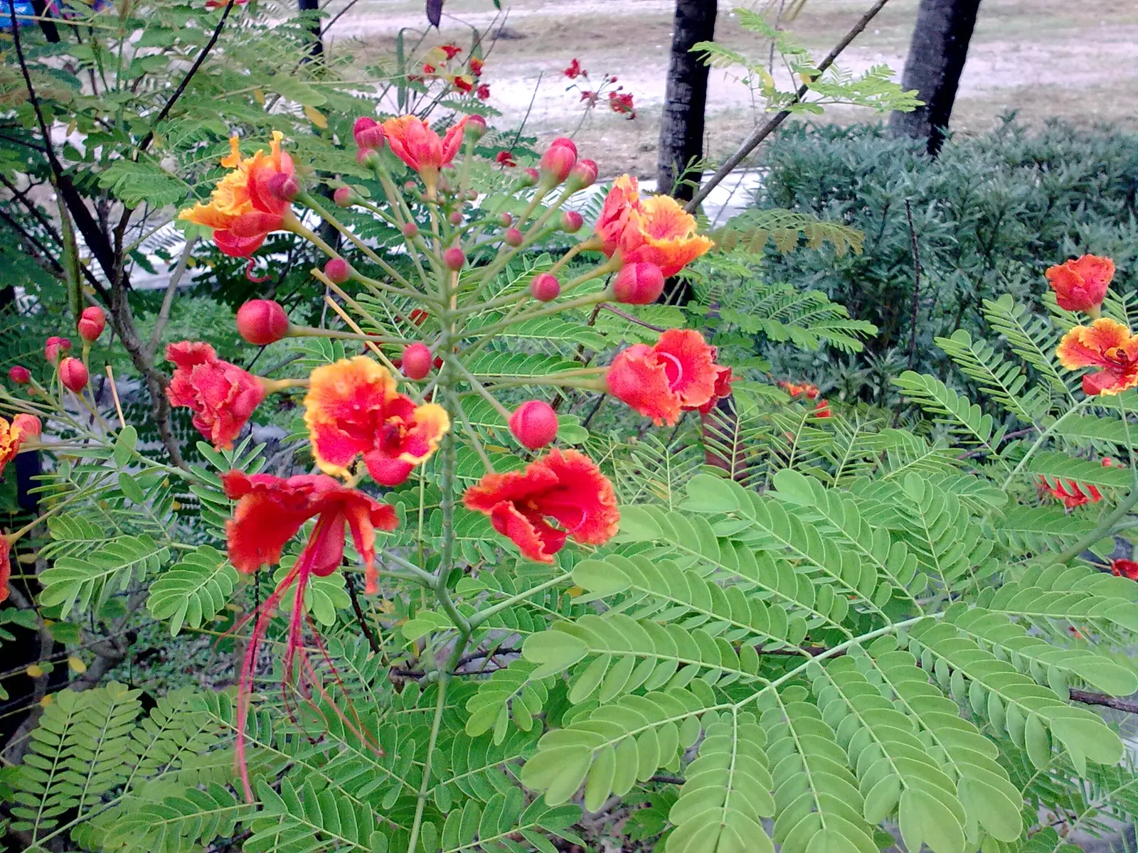 Red Bird Of Paradise (Caesalpinia Pulcherrima) — is a breathtakingly colorful flowering plant that brings a touch of tropical vibrancy to any, image 25