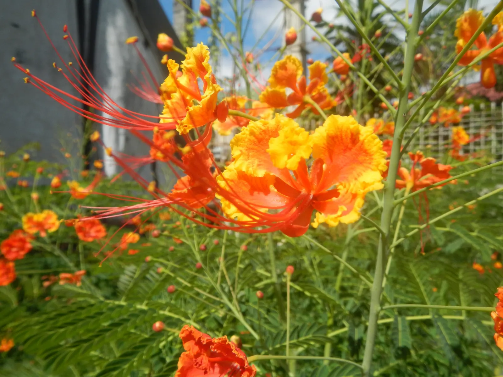 Red Bird Of Paradise (Caesalpinia Pulcherrima) — ideally amounting to around 1 inch of water weekly; scientifically known as Caesalpinia pulcherrima, image 69